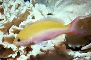 Anthias: Bicolor Basslet (Anthias)