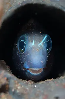 Blenny: Bicolor Blenny