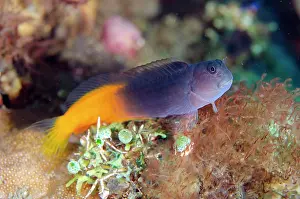 Wreck: Bicolor Blenny - Liberty Wreck Dive Site, Tulamben