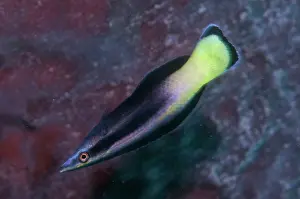 Java: Bicolor Cleaner Wrasse
