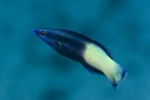 Labroides: Bicolor Cleaner Wrasse - Pyramids dive site