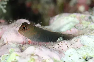 Blenny: Bicolor Coralblenny on coral