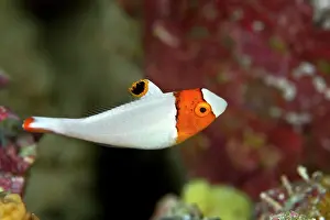 Parrotfishes: Bicolor Parrotfish - juvenile