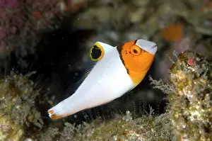 Parrotfishes: Bicolor Parrotfish Juvenile