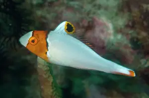 Java: Bicolor Parrotfish - Juvenile