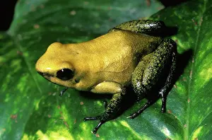 Phyllobates: Bicolor Poison Dart Frog