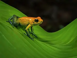 Shade: Bicolor Poison-dart Frog (Phyllobates bicolor), Colombia