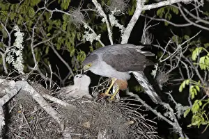 Bahia: Bicolored Hawk