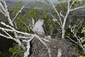 Bahia: Bicolored Hawk at Nest