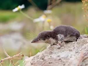 Shrew: Bicolored Shrew (Crocidura leucodon), Emmen, Dr