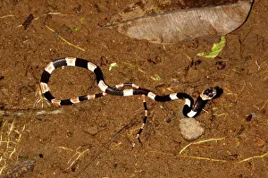 Dipsas: Bicolored snaileater