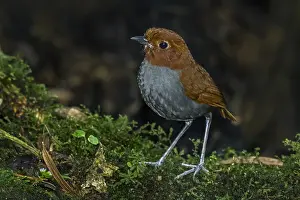 Blanco: Bicoloured Antpitta (Grallaria rufocinerea) Rio