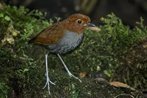 Blanco: Bicoloured Antpitta (Grallaria rufocinerea) Rio