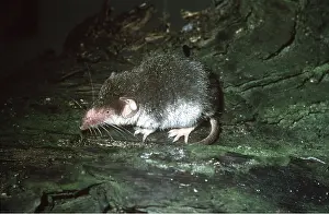 Shrews: Bicoloured white toothed shrew