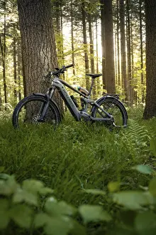 Bicycle: A bicycle leaning against a tree in the forest