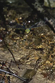 Odonata: Biddie Dragonfly