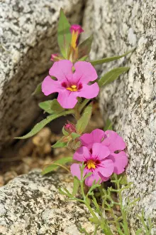 Mimulus: Biegelow's Monkey Flower - growing between rocks