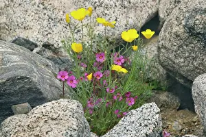 Mimulus: Biegelow's Monkey Flower and Mexican Gold Poppy