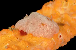 Besar: Bifurcate Rostanga Nudibranch camouflaged on sponge