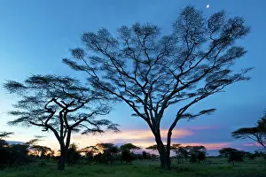 Acacias: Big Acacias in Kilimatiti area