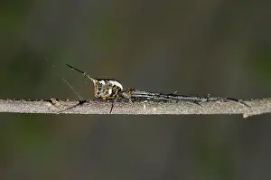 Jawed: Big-Bellied Tylorida Spider on branch - Klungkung