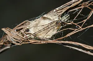 Jawed: Big-Bellied Tylorida Spider on nest - Klungkung