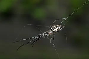 Jawed: Big-Bellied Tylorida Spider on web - Klungkung