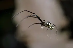 Weaver: Big-Bellied Tylorida Spider on web - Klungkung