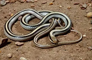Patch: Big Bend Patch-nosed Snake
