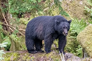 Betty: Big black bear rules the creek