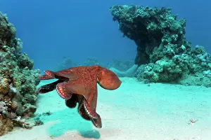 Cyanea: Big Blue Octopus (Octopus cyanea), Makadi Baya