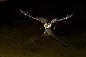 Eptesicus: Big Brown Bat