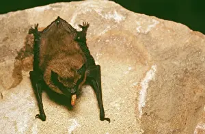 Eptesicus: Big Brown BAT - feeding on worm