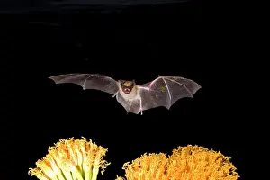 Eptesicus: Big Brown Bat in Flight, Eptesicus fuscus