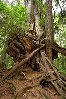 Cedars: Big Cedar Tree - Western Red Cedar