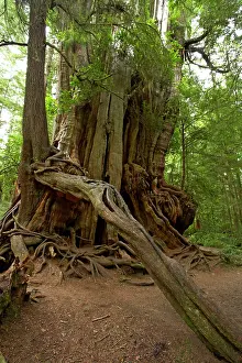 Cedars: Big Cedar Tree - Western Red Cedar