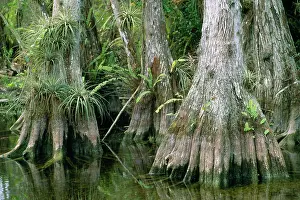 Cypresses: Big Cypress