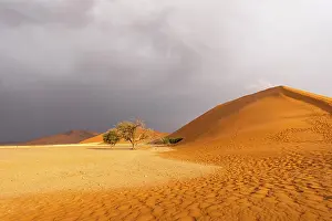 Dune: Big Daddy Dune & Deadvlei