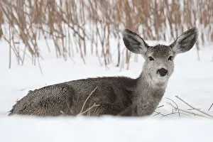 Ears: Big ears... Mule deer (Odocoileus hemionus) resting in the snow