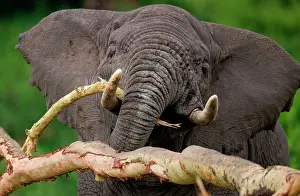 Breaking: Big elephant (Loxodonta africana) is breaking a