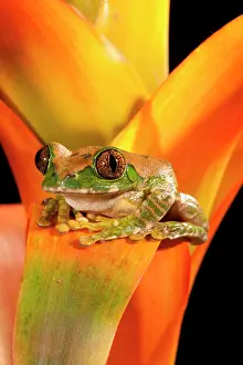 Treefrog: Big Eye Treefrog, Leptopelis vermiculatus