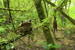 Leptopelis: Big-eyed Tree Frog - female - sitting on a branch