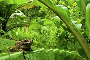 Leptopelis: Big-eyed Tree Frog - female sitting on a wild banana