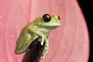 Leptopelis: Big-eyed Tree Frog on flower