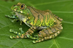 Leptopelis: Big-eyed Tree Frog - sitting on a leaf in the forest - male