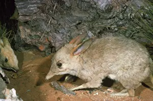 Taxidermy: Big Footed Bandicoot - extinct, stuffed specimen