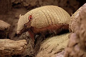 Villosus: Big hairy armadillo (Chaetophractus villosus), adult