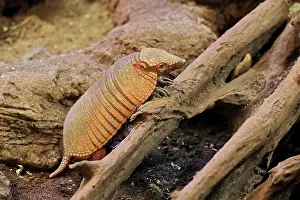 Villosus: Big hairy armadillo (Chaetophractus villosus), adult