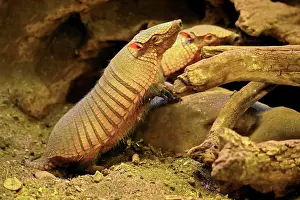 Villosus: Big hairy armadillo (Chaetophractus villosus), adult