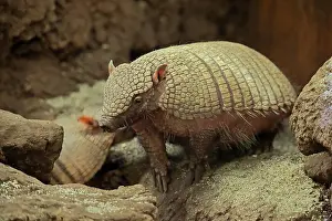 Villosus: Big hairy armadillo (Chaetophractus villosus), adult